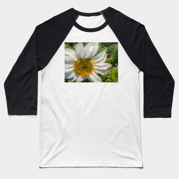 White Coneflower Newly Opened by Debra Martz Baseball T-Shirt by Debra Martz